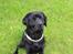 Labrador retriever Juelsgaard's Cheddar - Kanto