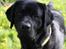 Labrador retriever Juelsgaard's Cheddar - Kanto