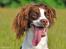 Field Trial Springer Spaniel Whisky 