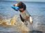 Field Trial Springer Spaniel Whisky 