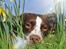 Field Trial Springer Spaniel Whisky 