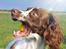Field Trial Springer Spaniel Whisky 