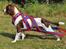 Field Trial Springer Spaniel Whisky 