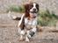 Field Trial Springer Spaniel Whisky 
