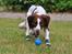 Field Trial Springer Spaniel Whisky 