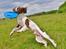 Field Trial Springer Spaniel Whisky 