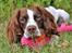 Field Trial Springer Spaniel Whisky 