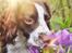 Field Trial Springer Spaniel Whisky 
