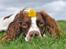 Field Trial Springer Spaniel Whisky 