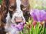 Field Trial Springer Spaniel Whisky 