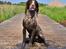 Field Trial Springer Spaniel Whisky 