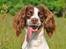 Field Trial Springer Spaniel Whisky 