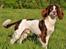 Field Trial Springer Spaniel Whisky 