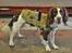 Field Trial Springer Spaniel Whisky 