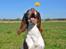 Field Trial Springer Spaniel Whisky 