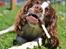 Field Trial Springer Spaniel Whisky 