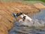 Field Trial Springer Spaniel Whisky 