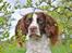 Field Trial Springer Spaniel Whisky 