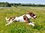 Field Trial Springer Spaniel Whisky 