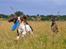 Field Trial Springer Spaniel Whisky 