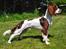Field Trial Springer Spaniel Whisky 