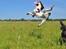 Field Trial Springer Spaniel Whisky 
