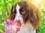Field Trial Springer Spaniel Whisky 