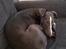 Whippet Kennel All Stars Herkules (Misha)
