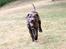 Blanding af racer Canto