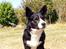 Welsh corgi cardigan Harley