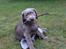 Labrador retriever Peace of Silver Carastella Aka. Nala.