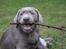 Labrador retriever Peace of Silver Carastella Aka. Nala.