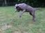 Labrador retriever Peace of Silver Carastella Aka. Nala.