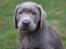 Labrador retriever Peace of Silver Carastella Aka. Nala.