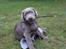 Labrador retriever Peace of Silver Carastella Aka. Nala.