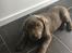 Labrador retriever Peace of Silver Carastella Aka. Nala.