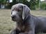 Labrador retriever Peace of Silver Carastella Aka. Nala.