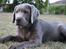 Labrador retriever Peace of Silver Carastella Aka. Nala.