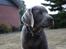 Labrador retriever Peace of Silver Carastella Aka. Nala.