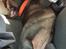 Labrador retriever Pinnmoors Perry Tequila