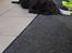 Labrador retriever Pinnmoors Perry Tequila
