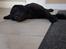 Labrador retriever Pinnmoors Perry Tequila