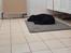 Labrador retriever Pinnmoors Perry Tequila