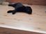 Labrador retriever Pinnmoors Perry Tequila