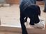 Labrador retriever Pinnmoors Perry Tequila