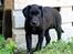 Labrador retriever Pinnmoors Perry Tequila