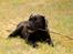 Labrador retriever Pinnmoors Perry Tequila