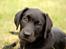 Labrador retriever Pinnmoors Perry Tequila