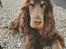 Cocker spaniel Bailey