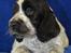 Cocker spaniel Ever